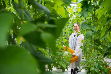 Portrait of confident female worker carrying crate of green beans in greenhouse