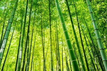 Photo sur Plexiglas Bambou foret de bambou