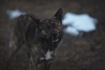Portrait of a stray dog, low-key lighting.