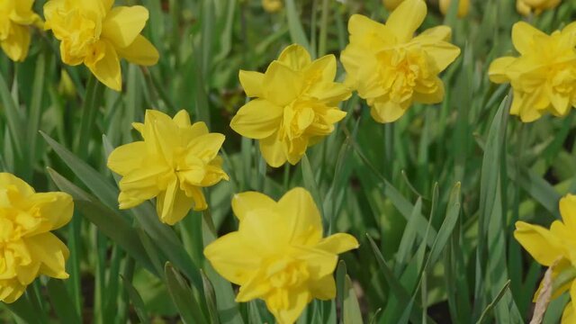 Close up of yellow daffodils (narcissus) flowering in spring sunshine. UltraHD stock footage.