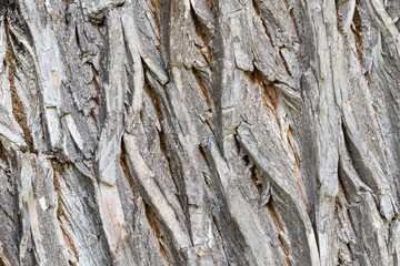 Corteza de Salce Blanco. Salix alba.