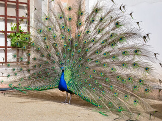 Obraz premium male peacock with hen and open tail