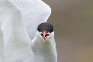 arctic tern