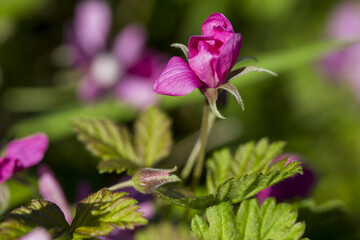 Rubus arcticus berries in Ural Mountains