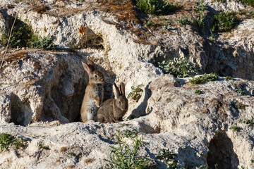 Oryctolagus cuniculus. Conejos comunes, europeos. Madrigueras. © LFRabanedo