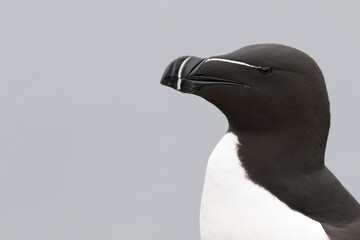 razorbill