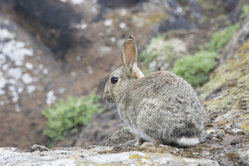 rabbit