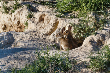 Oryctolagus cuniculus. Conejos comunes, europeos. Madrigueras.