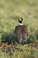 Southern Black Corhaan, Addo Elephant National Park, Eastern Cape, South Africa