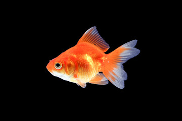 GoldFish aquarium pet