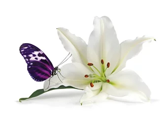 Fototapete Lilie Achtsamkeitsmoment mit schöner Lilie und schönem Schmetterling - weißer Lilienkopf mit einem rosa und schwarzen Schmetterling, der auf einem Blütenblatt ruht, isoliert auf weißem Hintergrund