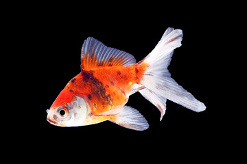 GoldFish aquarium pet