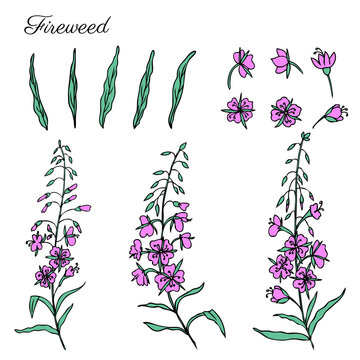 Willow herb, Chamerion angustifolium, fireweed, rosebay hand drawn ink sketch botanical illustration, vector graphic flower collection, design bouquet for packaging tea, greeting card, medicine plant