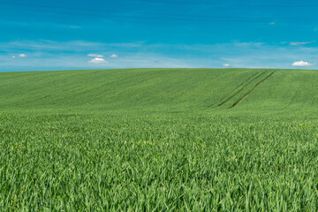 Spikelets of green wheat against the blue sky