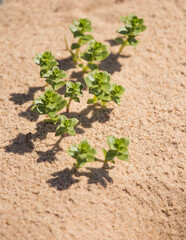 A beautiful minimalist closeup of a sand and sea sandwort. Shallow depth of field.