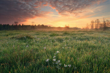 Naklejka premium Morning sky over blooming meadow