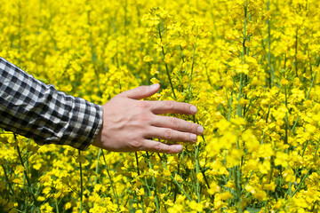 Male peasant in field of yellow blooming canola, and stroked the flowers closeup. Agriculture the cultivation of crops.