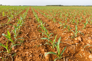 Campo sembrado de plantas de maíz.