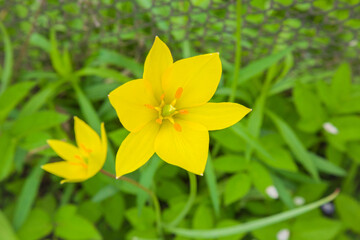 Beautiful, yellow wild tulip in the garden. Bieberstein Tulip. 