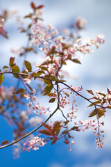 Bird-cherry tree (Prunus Padus Colorata) in bloom on blue sky background. Selective focus.