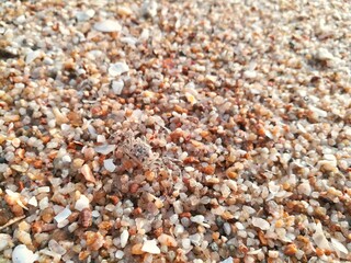 Ghost crab on the beach