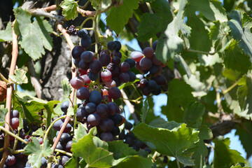 Red wine grapes