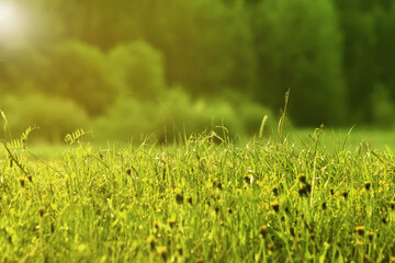 Morning sunlight shines on green grass natural textured background.