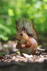 Squirrel in the wood