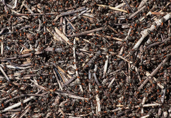 Fototapeta premium A flock of ants gather food near an anthill.