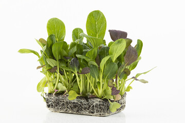 super living Japanischer Spinat