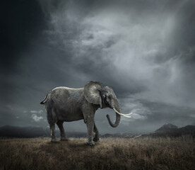 Fototapeta na wymiar Elephant with trunks and big ears outdoor under sunlight.