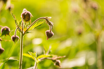 Fototapeta premium Beautiful water avens on a natural background in summer meadow.