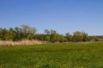 Spring landscape with green meadow and trees