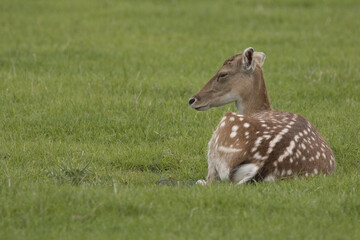 fallow deer