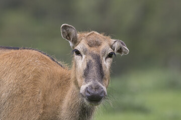 pere davids deer