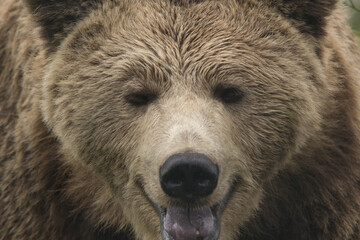 Naklejka na ściany i meble Eurasian brown bear