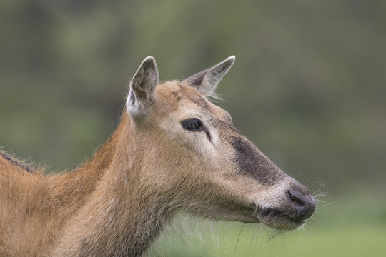 pere davids deer