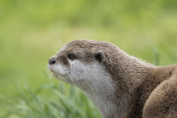 Eurasian otter