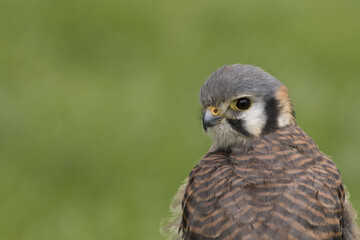 American kestrel