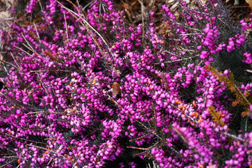 violet heather flowers