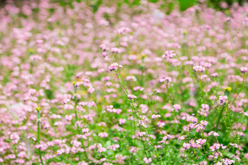 Tulips. Beautiful field of daisy flowers. Summer, Wild flowers. Soft focus. Postcard. 