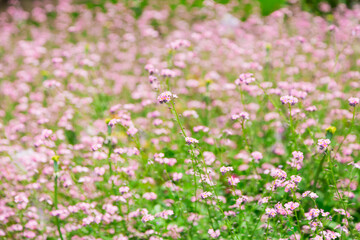 Obraz na płótnie Canvas Tulips. Beautiful field of daisy flowers. Summer, Wild flowers. Soft focus. Postcard. 