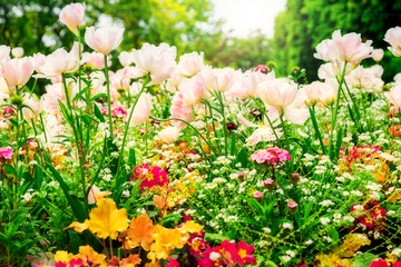 Fototapeta premium Tulips. Beautiful field of daisy flowers. Summer, Wild flowers. Soft focus. Postcard. 