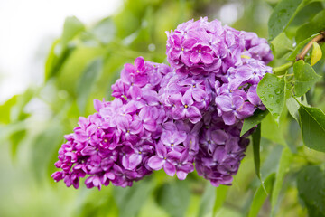 Beautiful lilac flowers after the rain