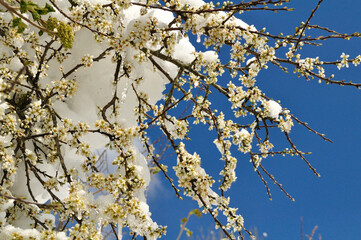 white flowers in spring
