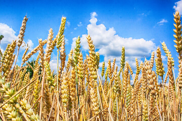 Obraz premium golden corn