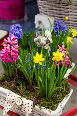 Hyacinths in a beautiful wicker basket in a flower shop.