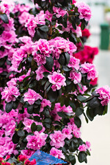 Fototapeta premium Pink azalea flowerpots for sale in flower shop
