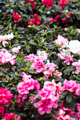 Pink azalea flowerpots for sale in flower shop
