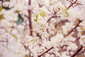 Cherry blossom in retro style